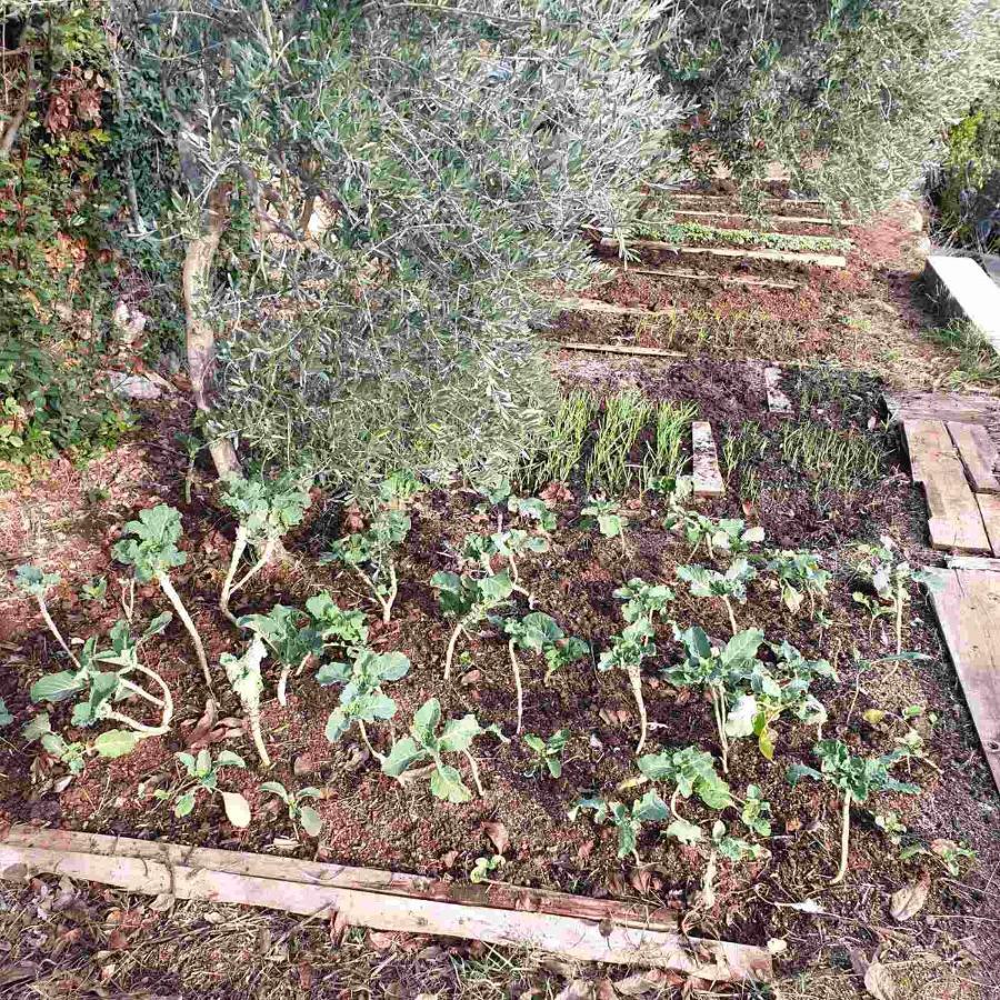 Mary'S Garden Villa Tulisevica Dış mekan fotoğraf