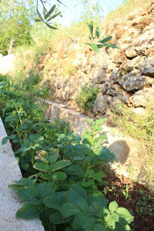Mary'S Garden Villa Tulisevica Dış mekan fotoğraf